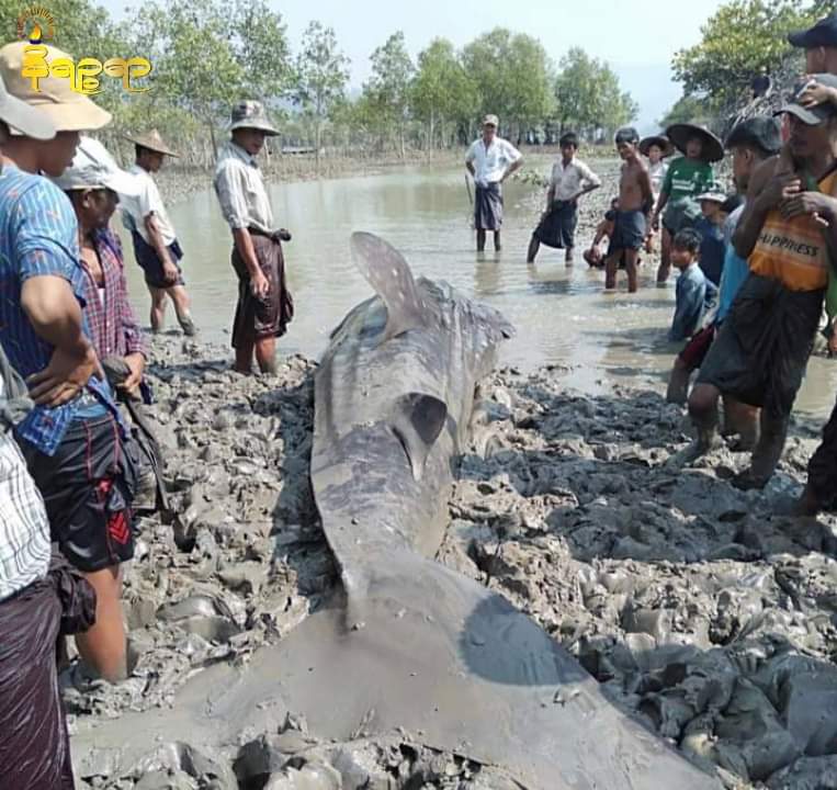26 Feet of Dead Whale Shark Found in Arakan, Burma